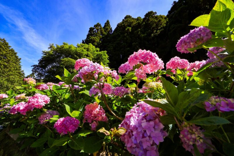12萬株繡球花爆發  杉林溪天然冷氣迎夏