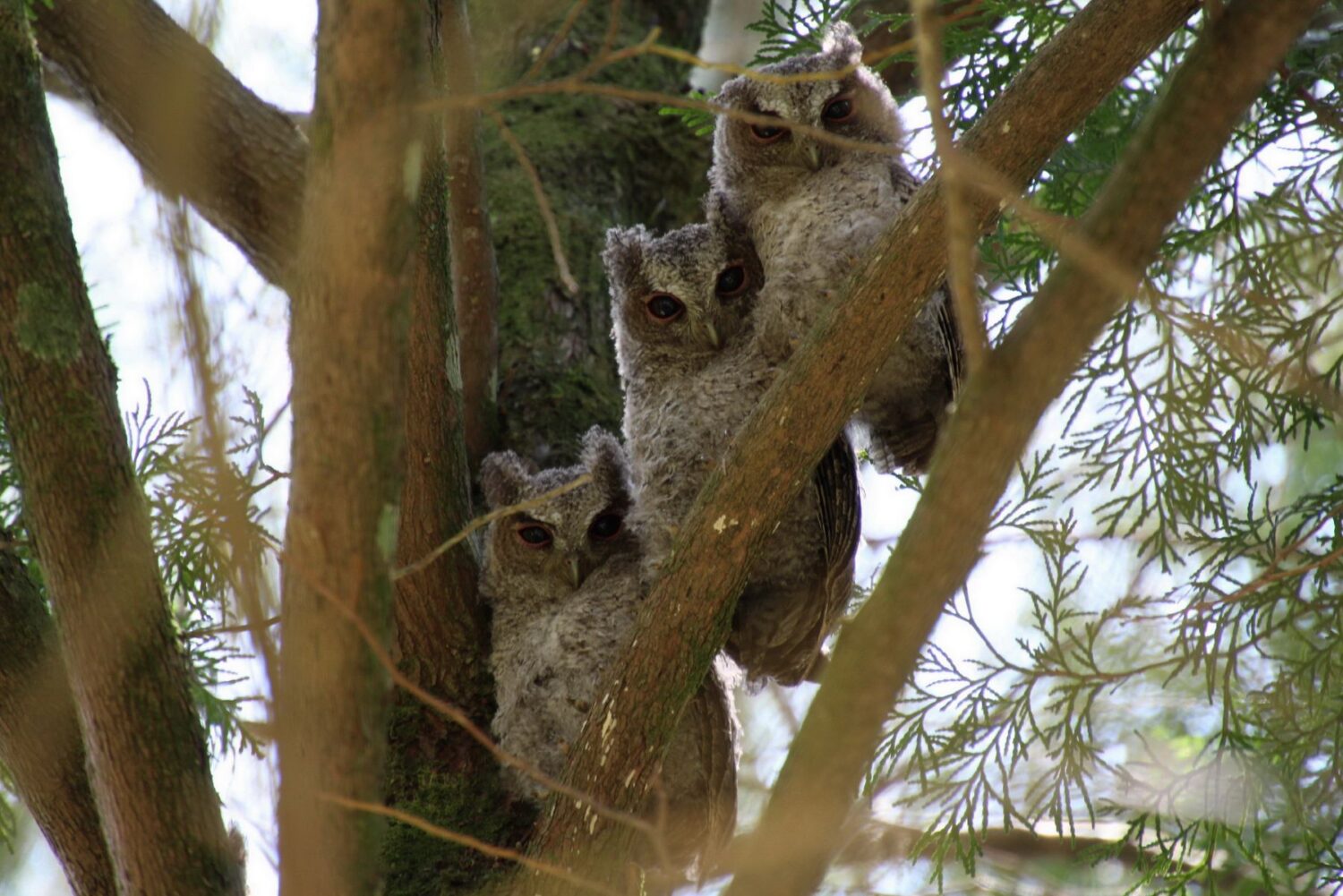 奧萬大野生動物研習3.0 8月探索山林 奧萬大野生動物研習3.0 8月探索山林