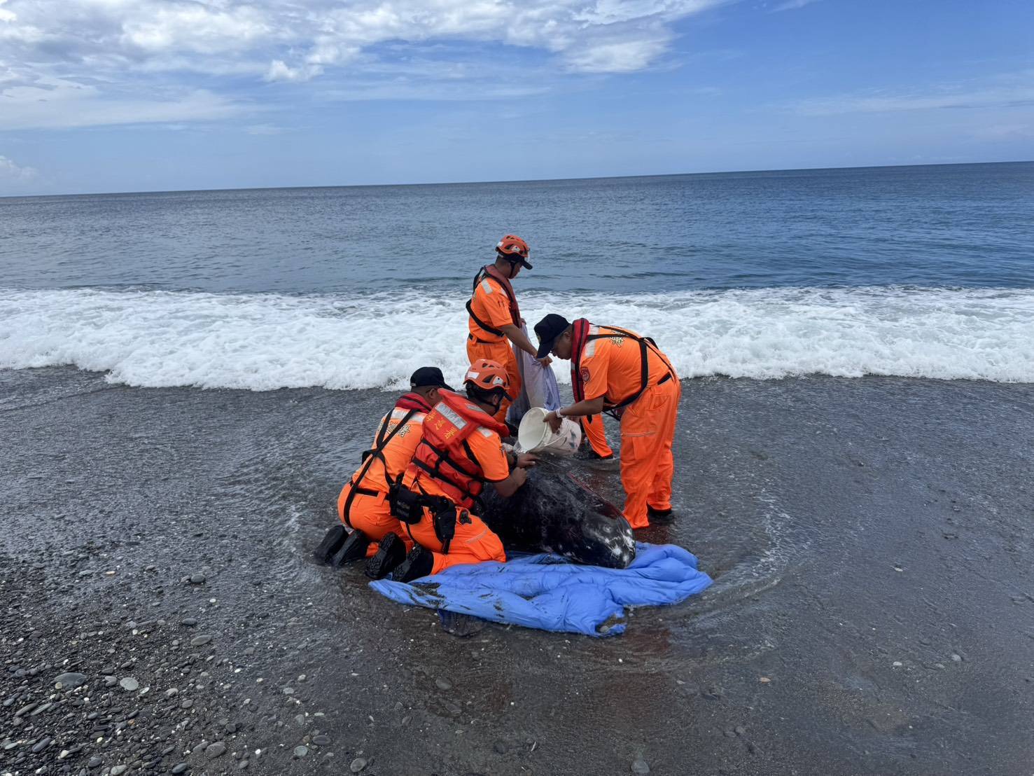 屏東旭海發現活體花紋海豚擱淺 海保署MARN啟動救援機制持續處置中 屏東旭海發現活體花紋海豚擱淺 海保署MARN啟動救援機制持續處置中