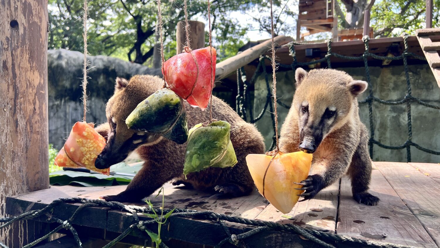 黑猩猩互送菜粽放閃 壽山動物園端午飄粽香