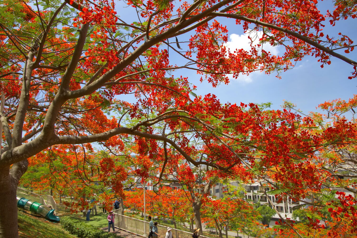 熱情「橘紅織錦」盛開   鳳凰木繪出高雄城市天際線