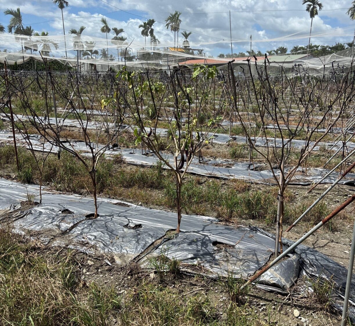 豪雨災害農損現金救助 農業處呼籲屏東縣各鄉鎮市公所加速完成初勘