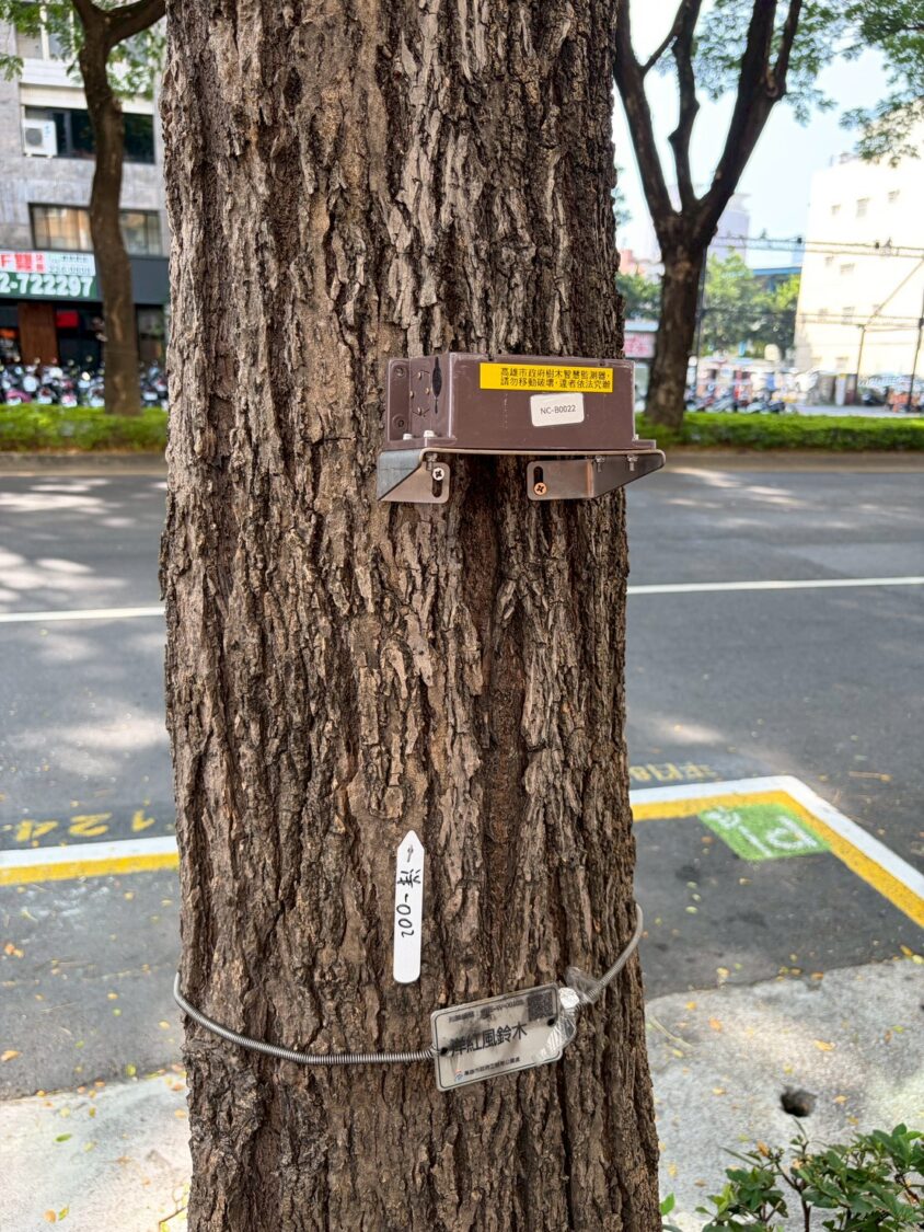 高市工務局提前防範倒樹風險 建置380處行道樹智慧監測點 高市工務局提前防範倒樹風險 建置380處行道樹智慧監測點