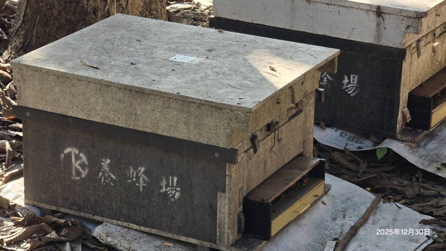 蜜源缺乏導致災損 高雄市即日起受理蜂群農損救助 蜜源缺乏導致災損 高雄市即日起受理蜂群農損救助
