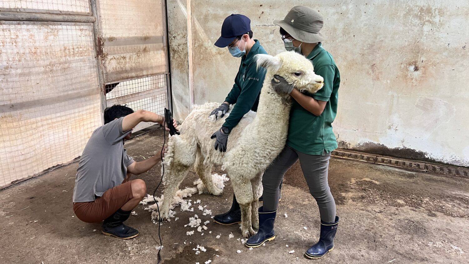 暑假12歲以下免費入園,動物消暑萌樣吸睛,壽山動物園「野性小勇士」趣味障礙賽首登場 暑假12歲以下免費入園,動物消暑萌樣吸睛,壽山動物園「野性小勇士」趣味障礙賽首登場