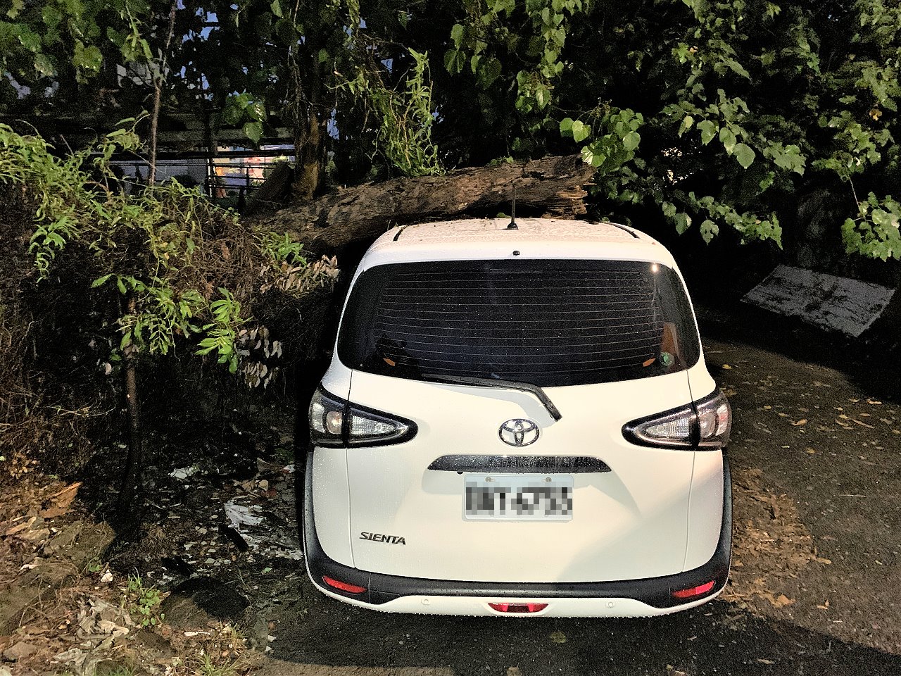 暴雨襲擊樹倒壓車　興安警攜手環保局迅速排除