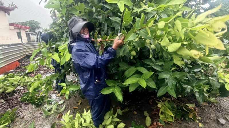 蓮霧催花時節！ 高市農業局帶農業師傅走進果園學功夫