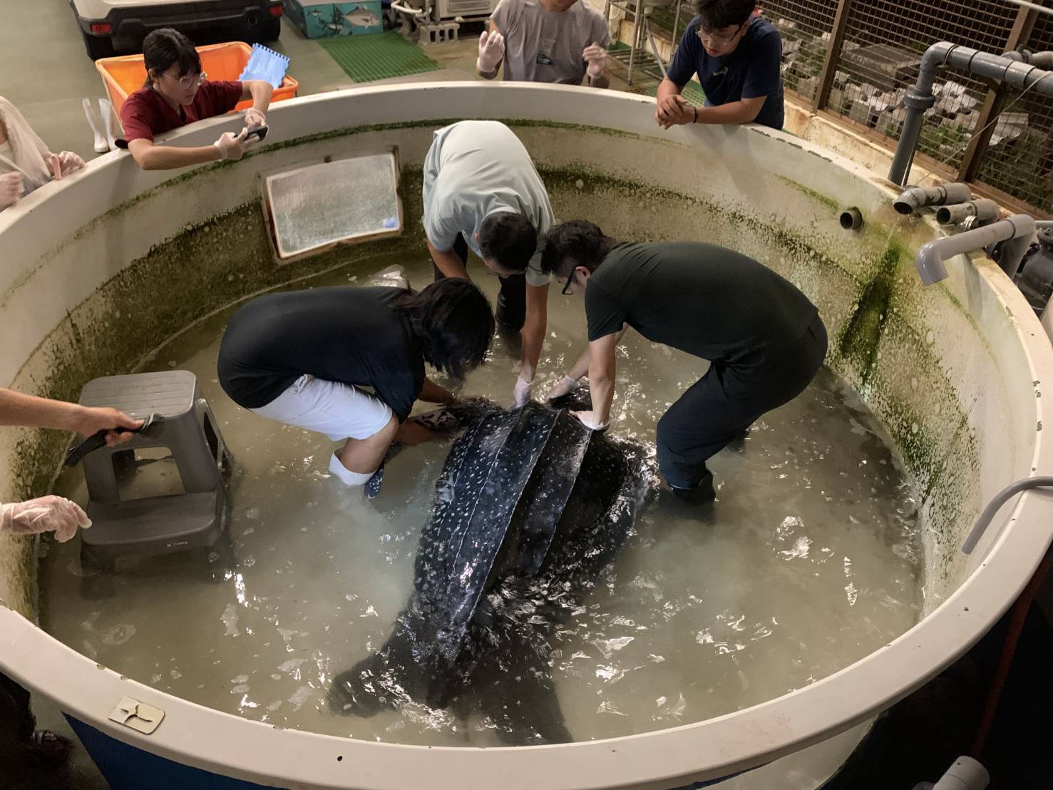 海保救援網首隻成功救傷之革龜 恢復野外生存能力 順利重返大海