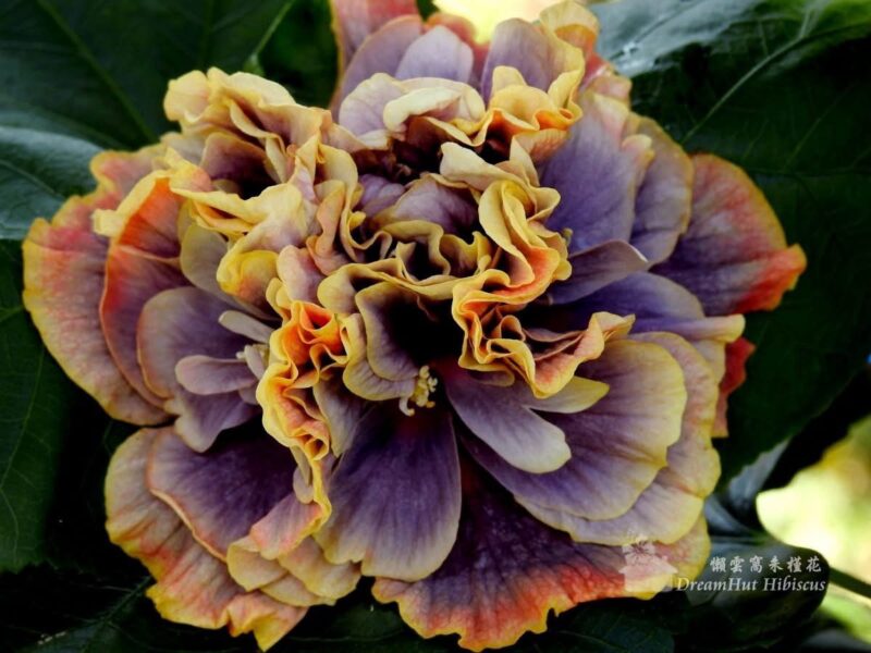 南投懶雲窩紅毛丹大豐收  朱槿花新品秒殺