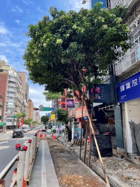 桃園成功路人本街道改造啟動　保護行人安全與老樹